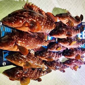 1702628747628_コピー