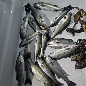 20240225_231222_コピー