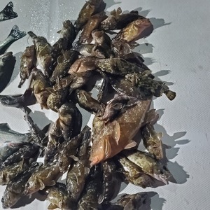 20240225_231211_コピー