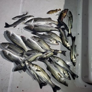 20240228_014222_コピー