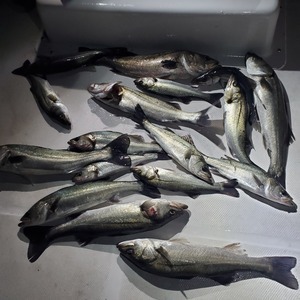 20240303_011012_コピー