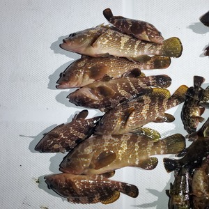 20240327_045343_コピー