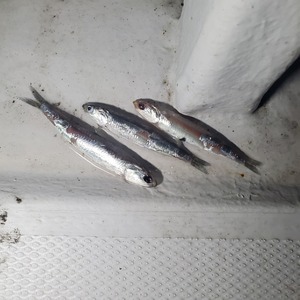 20240406_024604_コピー