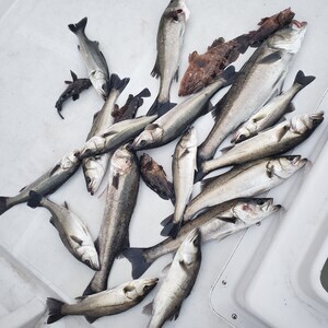 20240406_053828_コピー