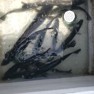 20240411_121740_コピー