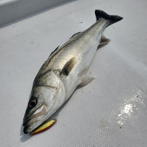 20240411_110029_コピー