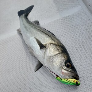 20240411_095607_コピー