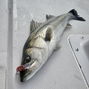 20240411_092211_コピー