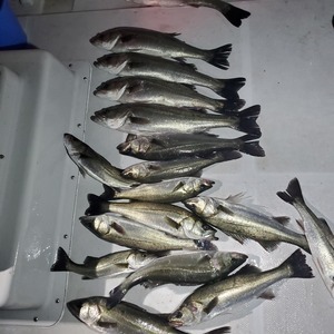 20240415_191858_コピー