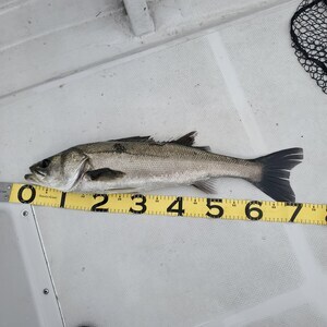 20240418_140743_コピー