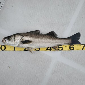 20240418_144355_コピー