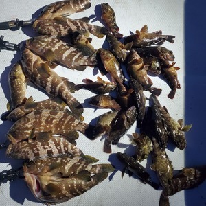 20240421_045149_コピー