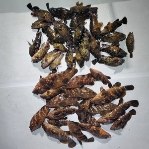 20240423_204517_コピー