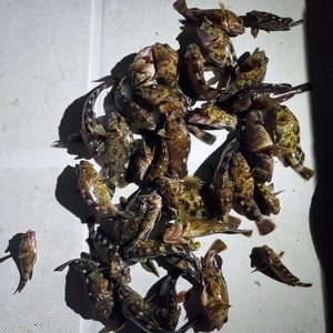 20240428_194954_コピー