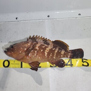 20240429_030822_コピー