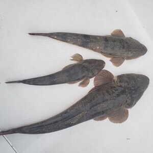 20240812_183833_コピー