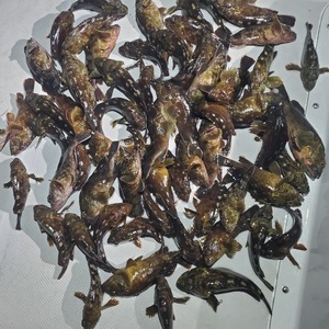 20240815_212142_コピー