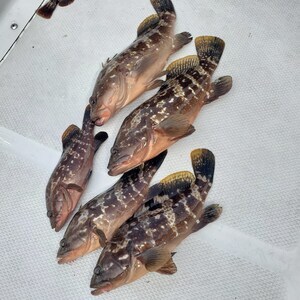 20240825_094527_コピー