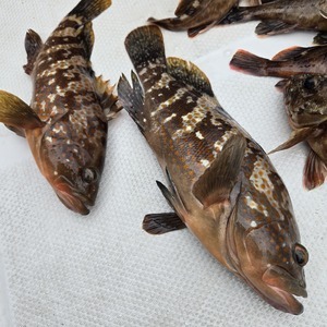 20240929_144924_コピー