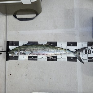 20241024_114205_コピー