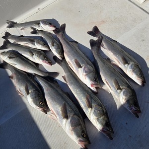 20241214_110906_コピー