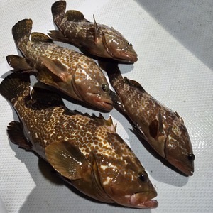 20241220_203900_コピー