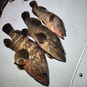 20241227_200451_コピー