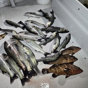 20241227_200622_コピー