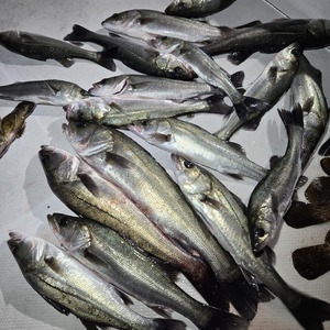 20241227_200628_コピー