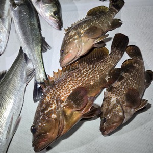 20241228_234334_コピー