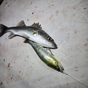 20241228_212012_コピー