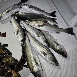 20250125_233236_コピー