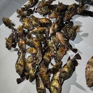 20250125_233229_コピー