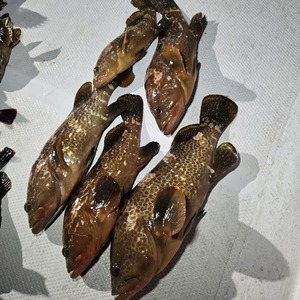 20250125_233216_コピー