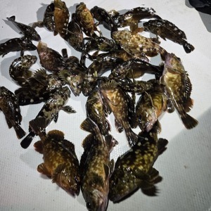 20250129_221715_コピー