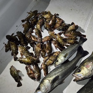 20250201_032817_コピー