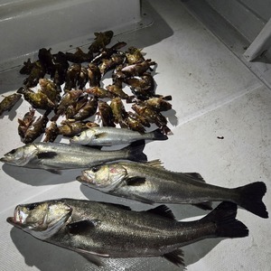 20250201_032756_コピー