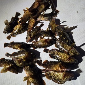 20250202_022555_コピー