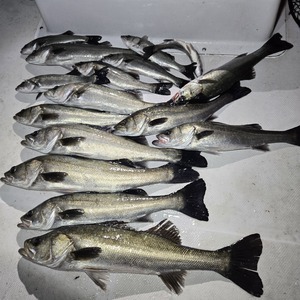 20250209_035856_コピー