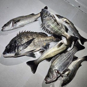 20250210_010535_コピー