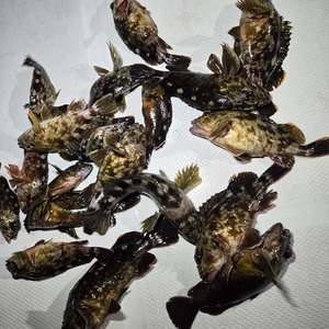 20250211_213513_コピー