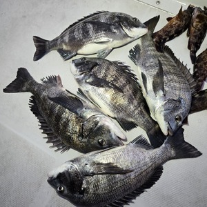 20250214_063203_コピー