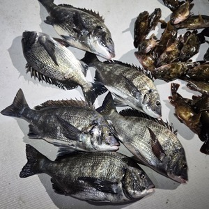 20250218_204505_コピー