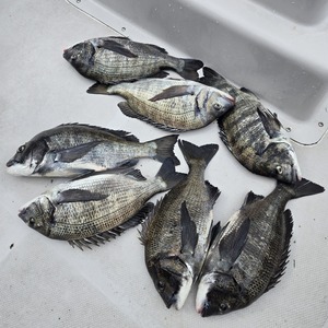 20250219_113720_コピー