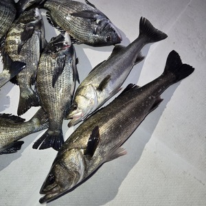 20250221_061801_コピー