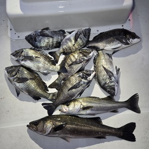 20250221_061755_コピー