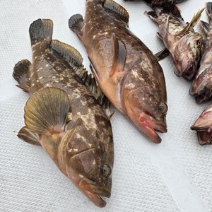 20250302_132313_コピー