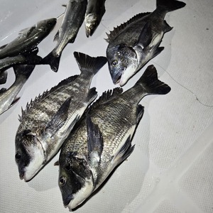 20250303_003224_コピー