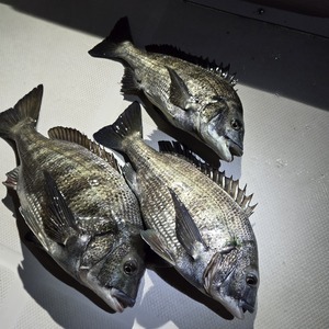 20250317_005931_コピー