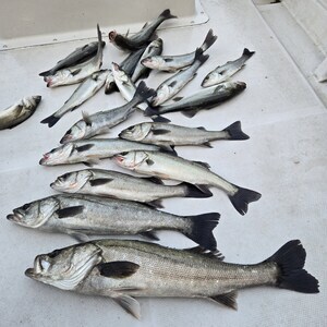 20250322_065738_コピー